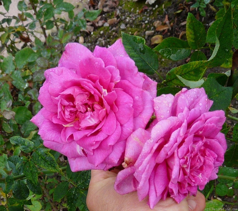 'Mademoiselle Louise Chabrier' rose photo