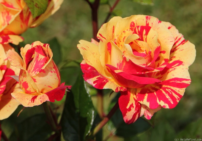 'Carnevale ® (floribunda, Barni, 2010)' rose photo