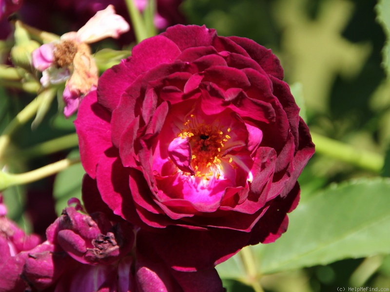'Rosengarten Zweibrücken ®' rose photo