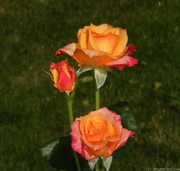'Hondo (hybrid tea, Perry, 1998)' rose photo