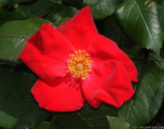 'Home Run ™(shrub, Carruth 2001)' rose photo