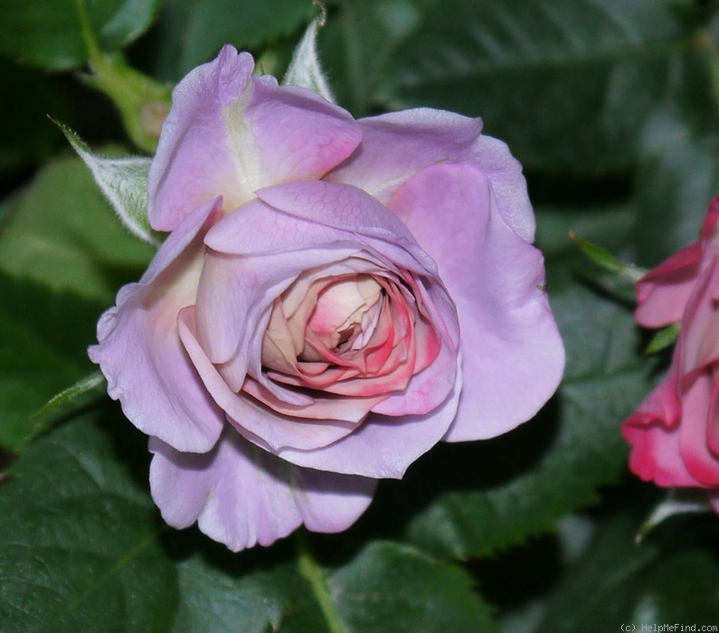 'Lamy Parade' rose photo