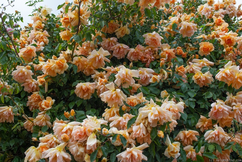 'Crépuscule ' Rose Photo