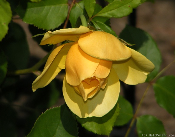 'Graham Thomas' rose photo