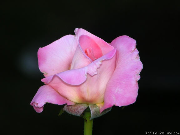 'Elle ® (hybrid tea, Mouchotte/Meilland, 1999)' rose photo