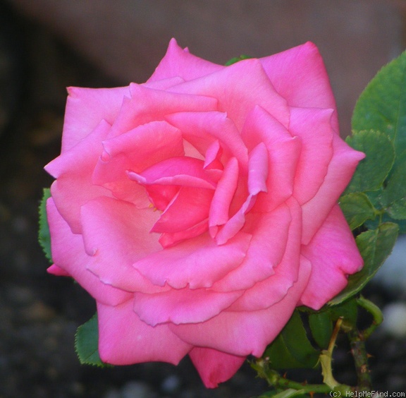 'Electron ® (hybrid tea, McGredy, 1962)' rose photo