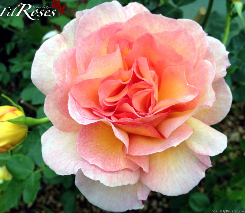 'Cocarde ® (floribunda, Sauvageot, 2008)' rose photo