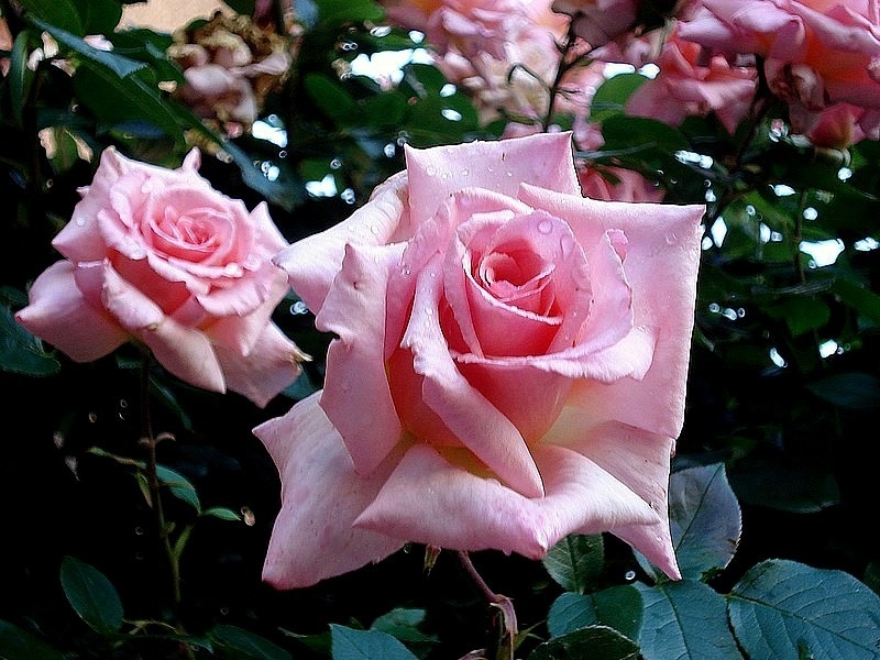 'Belle de Londres ®' rose photo