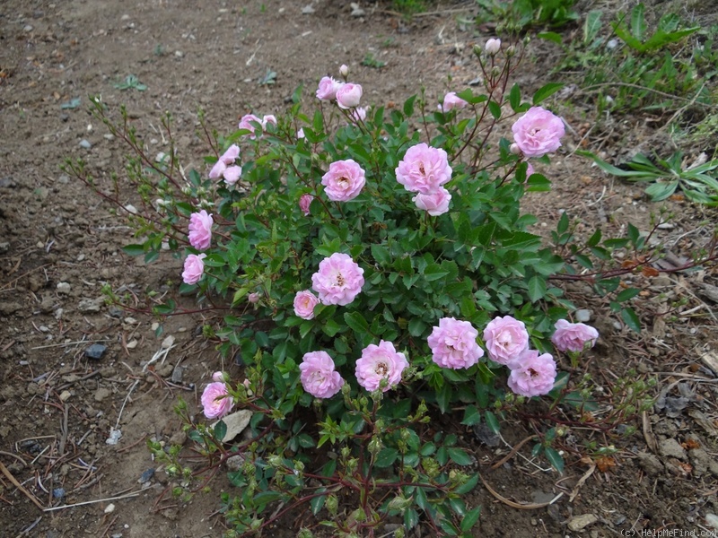 'Rúži 1' rose photo