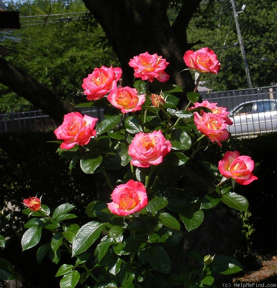 'Dick Clark ®' rose, click to enlarge 'Dick Clark ®' rose photo
