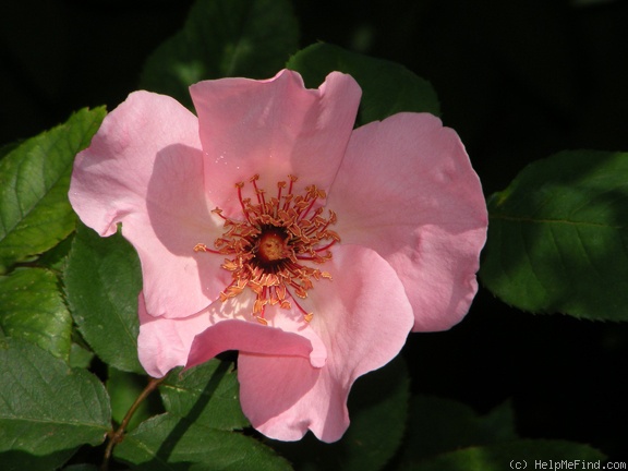 'Dainty Bess' rose photo