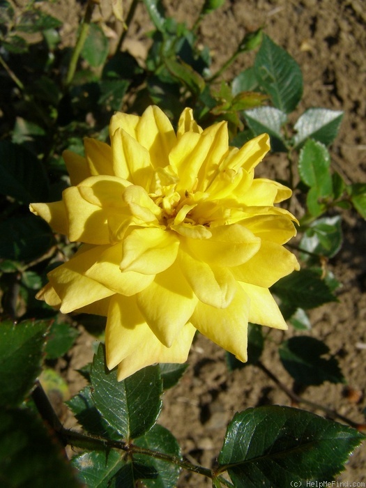 'Ferka' rose photo