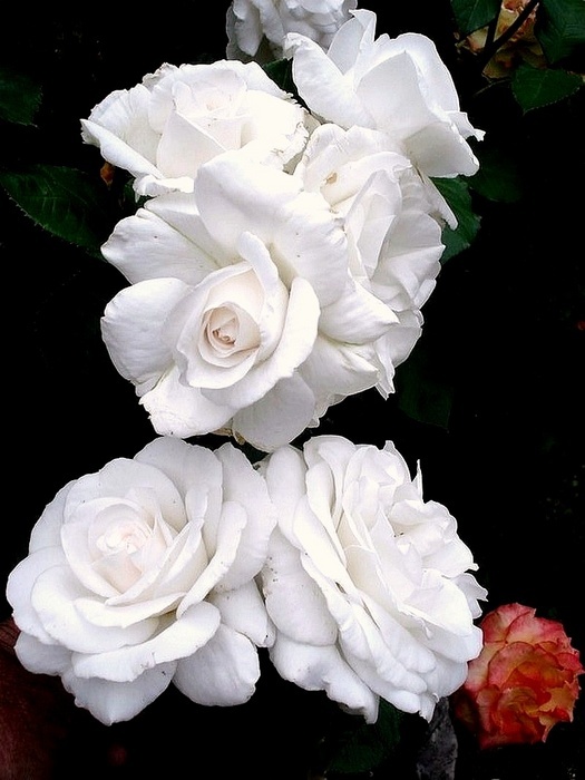 'Annapurna (hybrid tea, Dorieux 2000)' rose photo