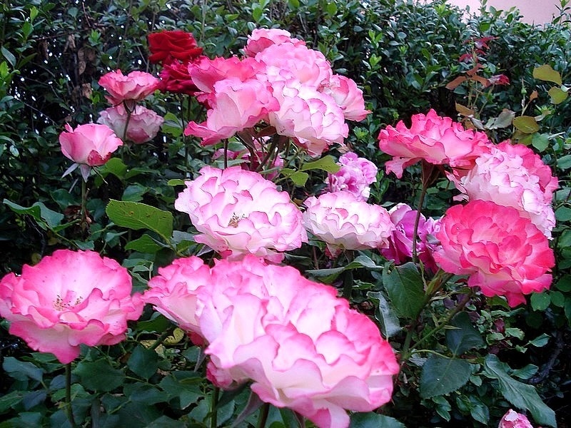 'Carmagnole ®' rose photo