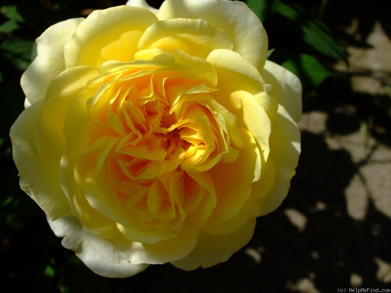 'The Pilgrim ®' rose photo