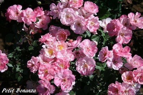 'Petite Bonanza' rose photo