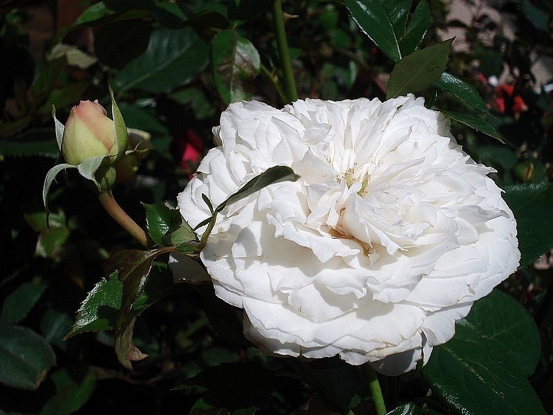 'Blanche de Castille ® (shrub, Zary, 2005)' rose photo