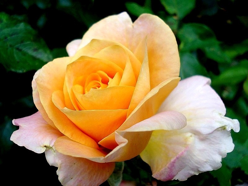 'Rémy Martin ®' rose photo
