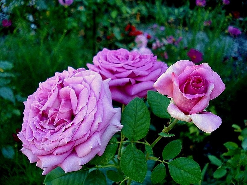 'Chartreuse de Parme' rose photo