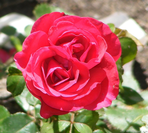 'Black Cherry ™' rose photo