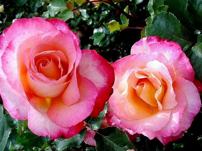 'Starion ® (hybrid tea, Dorieux before 1987)' rose photo