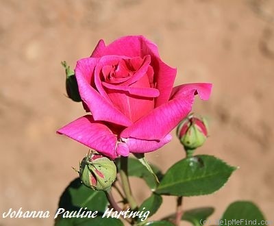 'Johanna Pauline Hartwig' rose photo