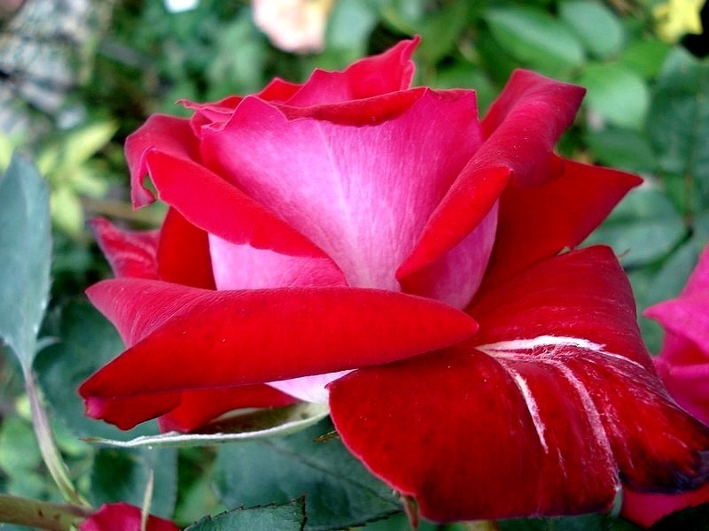 'Georges Duboeuf' rose photo