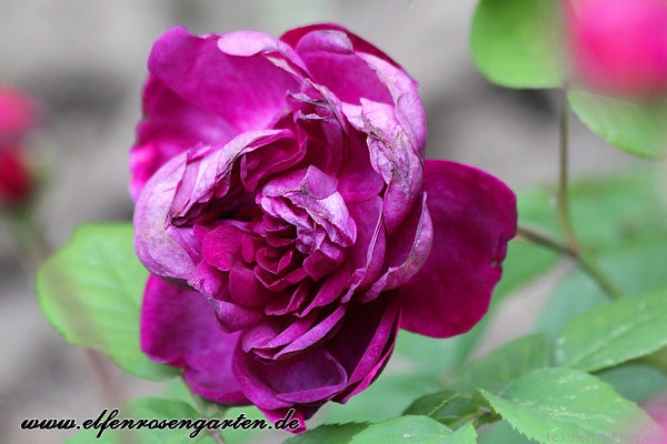'Cardinal de Richelieu (Hybrid China, Parmentier, pre 1847)' rose photo