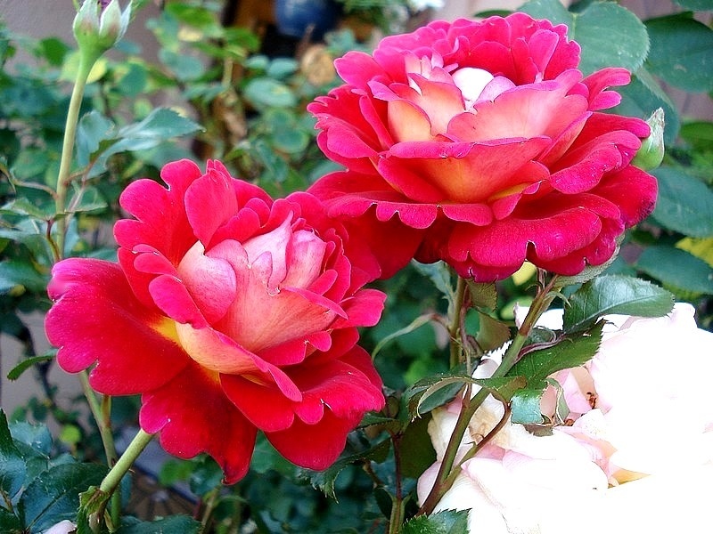 'Macha Méril ®' rose photo