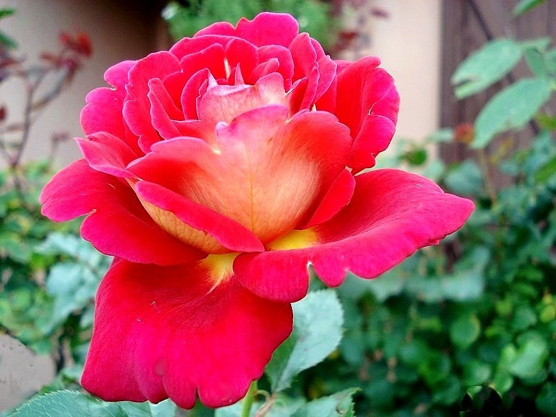 'Macha Méril ®' rose photo