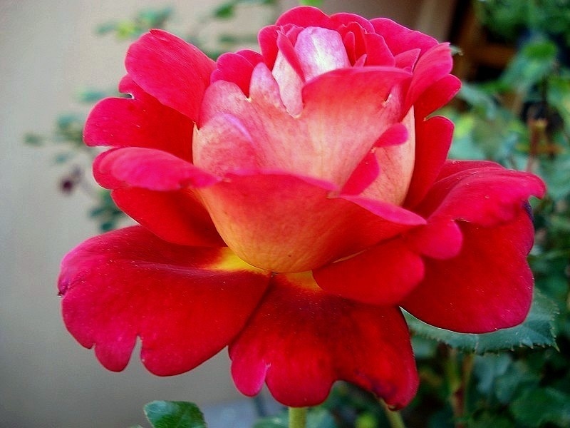 'Macha Méril ®' rose photo