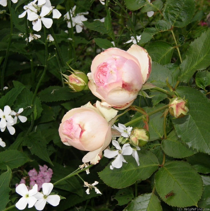 'Eden Rose 85' rose photo
