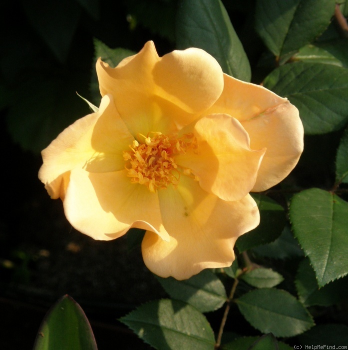 'Mrs. Oakley-Fisher (Hybrid Tea, Cant, 1921)' rose photo