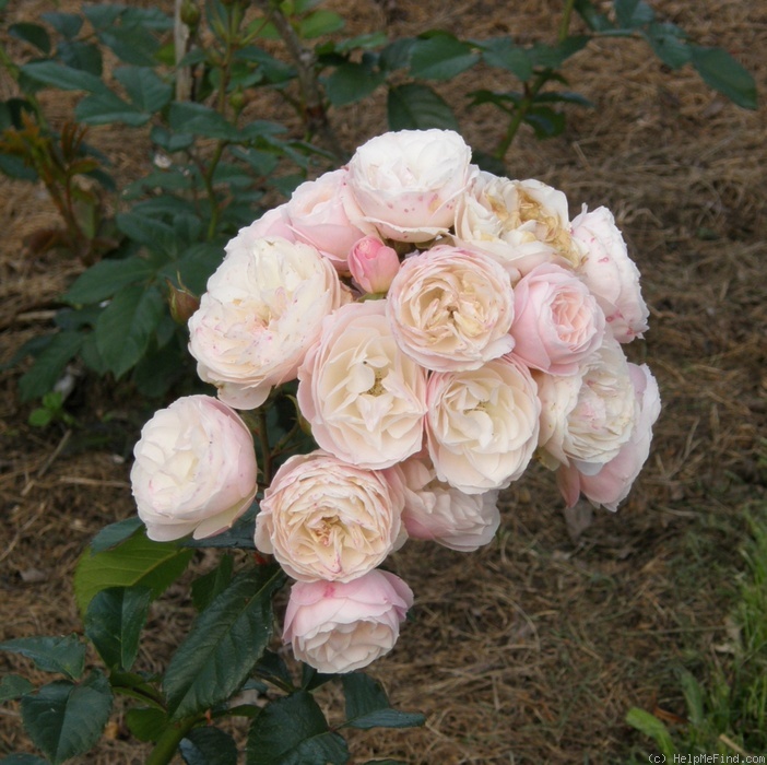 'Bouquet Parfait ® (Hybrid Musk, Lens, 1989)' rose photo