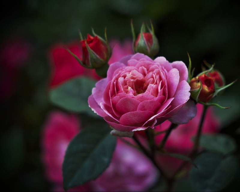 'Ina an' Mona' rose photo
