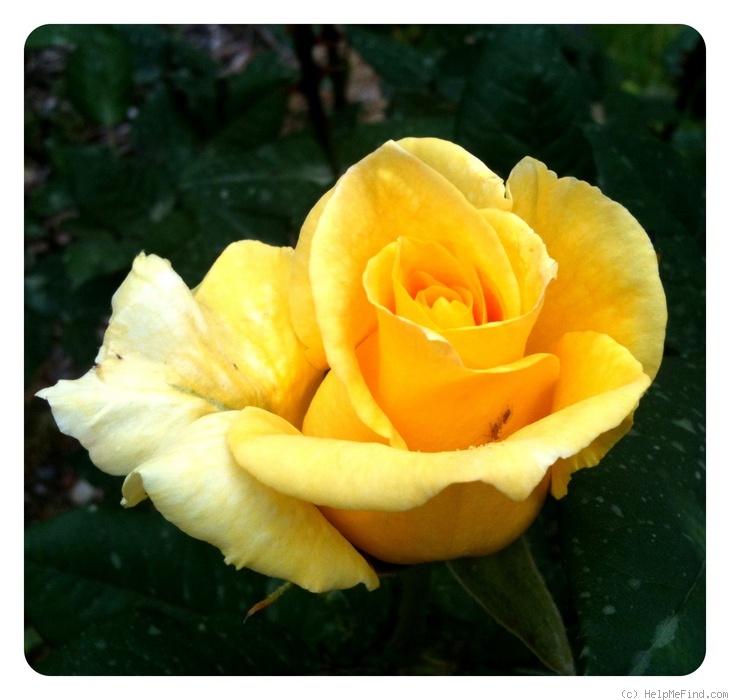 'New Day' rose photo