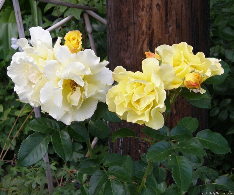 'Lichtkönigin Lucia (Large Flowered Climber, Kordes, 1966)' rose photo