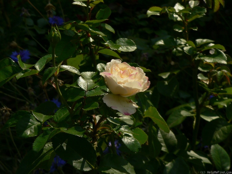 'Tranquillity (shrub, Austin, 2012)' rose photo