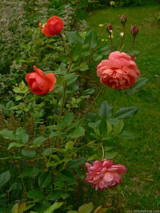 'Summer Song (shrub, Austin 2005)' rose photo