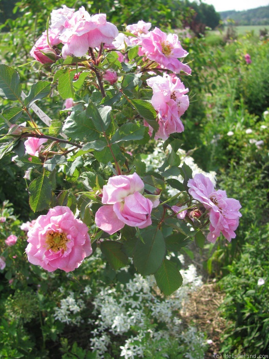 'Rubrifolia X Paul Neyron' rose photo