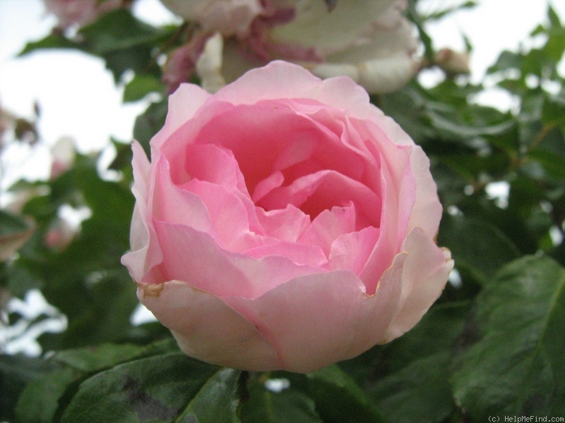 'Duchesse de Brabant, Cl.' rose photo