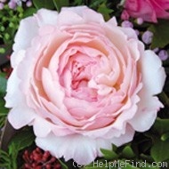 'AUSboxer' rose photo