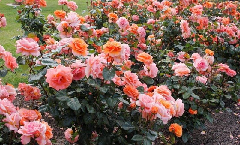 'Mornington Botanical Rose Garden'  photo