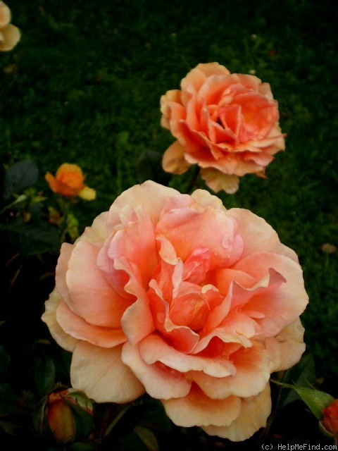 'Ashram ® (hybrid tea, Evers/Tantau, 1998)' rose photo