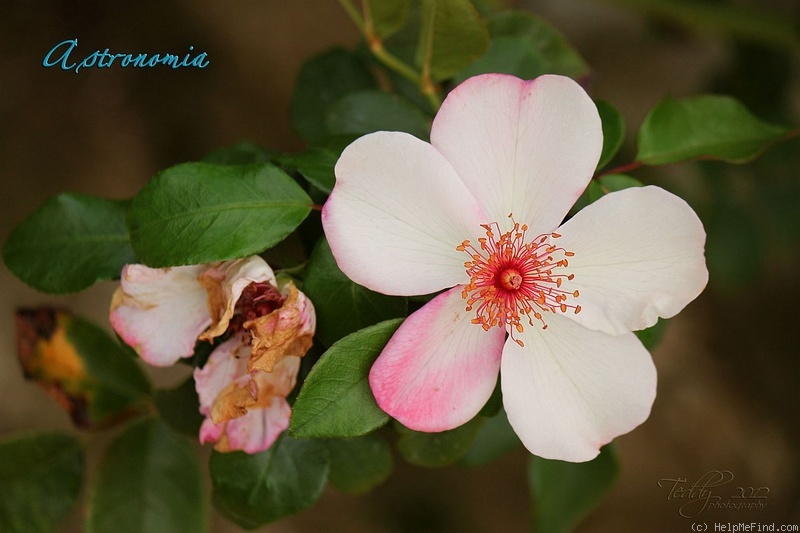 'Astronomia ®' rose photo