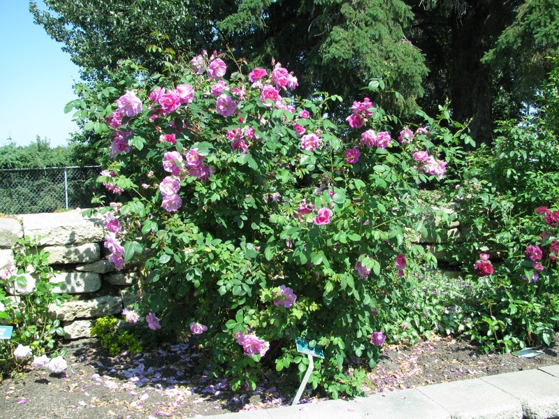 'Red Dawn X Suzanne' rose photo