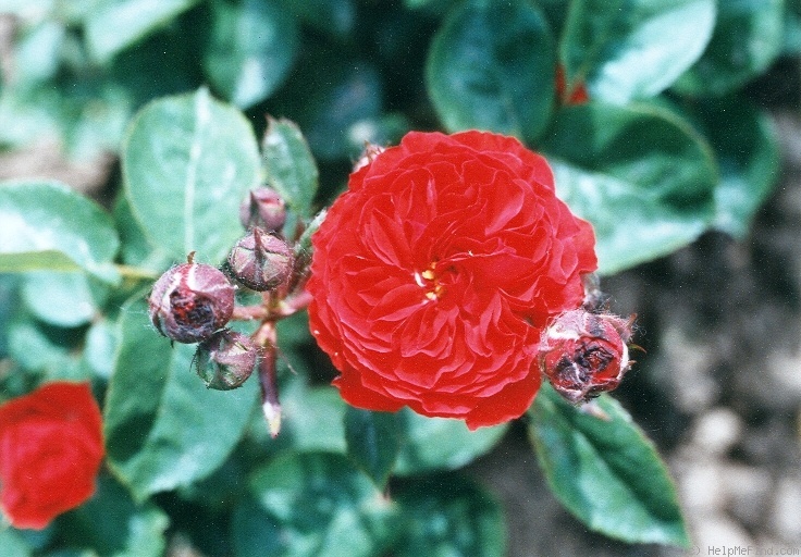 'Borsod' rose photo