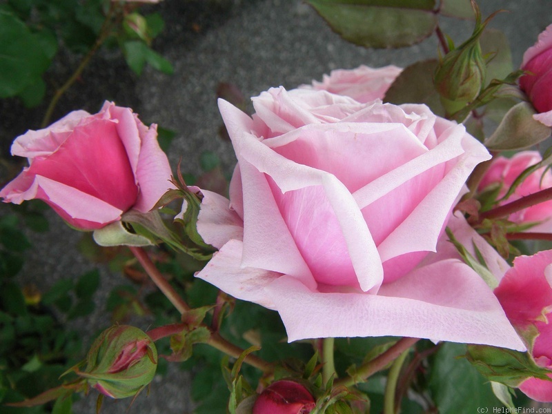'Blossomtime (Large Flowered Climber, O'Neal, 1951)' rose photo