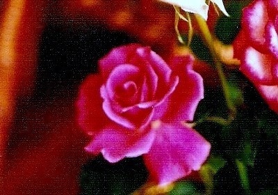 'Dr. Mc Alpine' rose photo