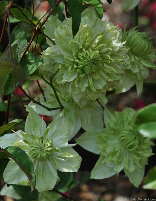 'Peppermint' clematis photo